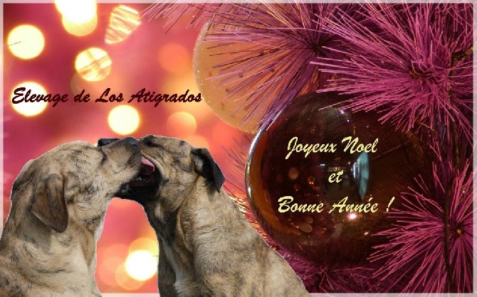 De Los Atigrados - Joyeuses Fêtes de Fin d'Année !